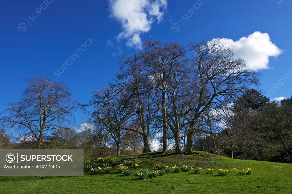Spring sunshine on Pontesford Hill, near Shrewsbury, Shropshire, England