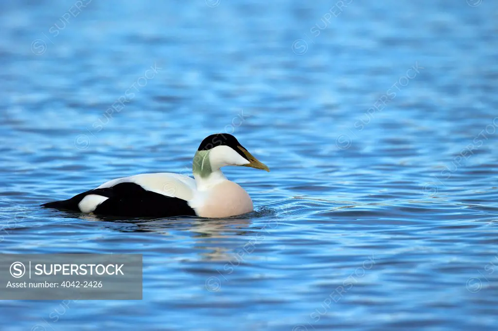 Common eider duck (Somateria mollissima) swimming, Seahouses, Northumberland, England
