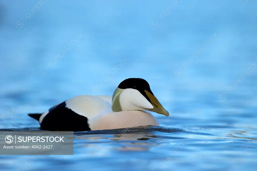 Common eider duck (Somateria mollissima) swimming, Seahouses, Northumberland, England