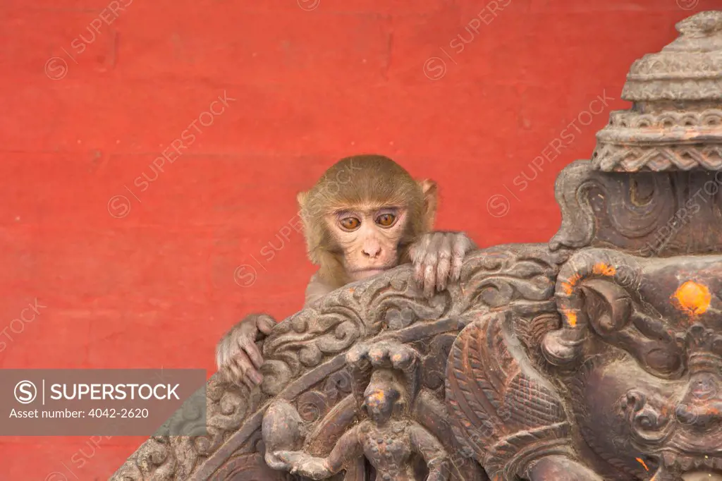 Rhesus macaque (Macaca mulatta) monkey baby on ancient shrine, Swayambhunath Stupa, Kathmandu, Nepal