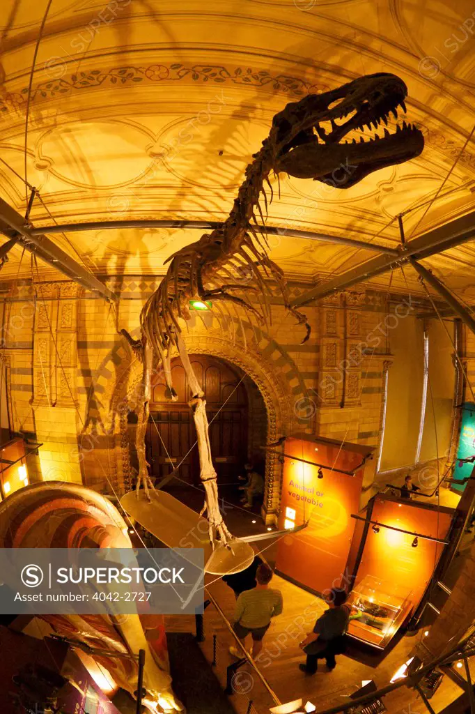 Dinosaur gallery, Natural History Museum, South Kensington, London, England