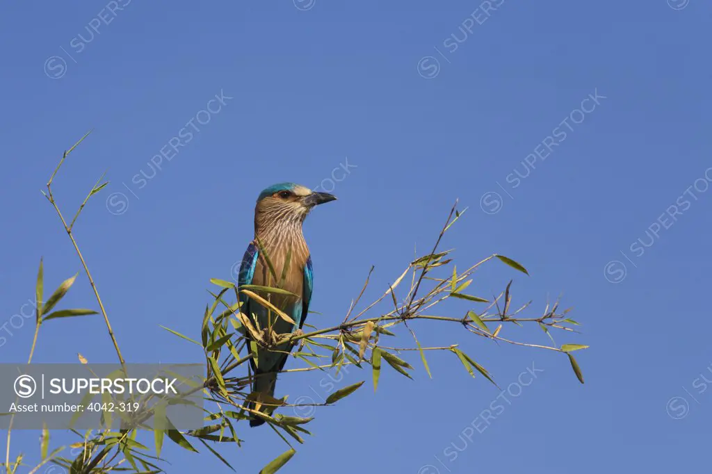 Indian Roller (Coracias benghalensis) perching on a twig, Bandhavgarh National Park, Madhya Pradesh, India