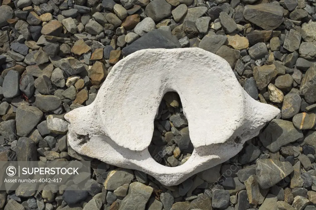 Whale vertebra on pebbles, Grytviken, South Georgia