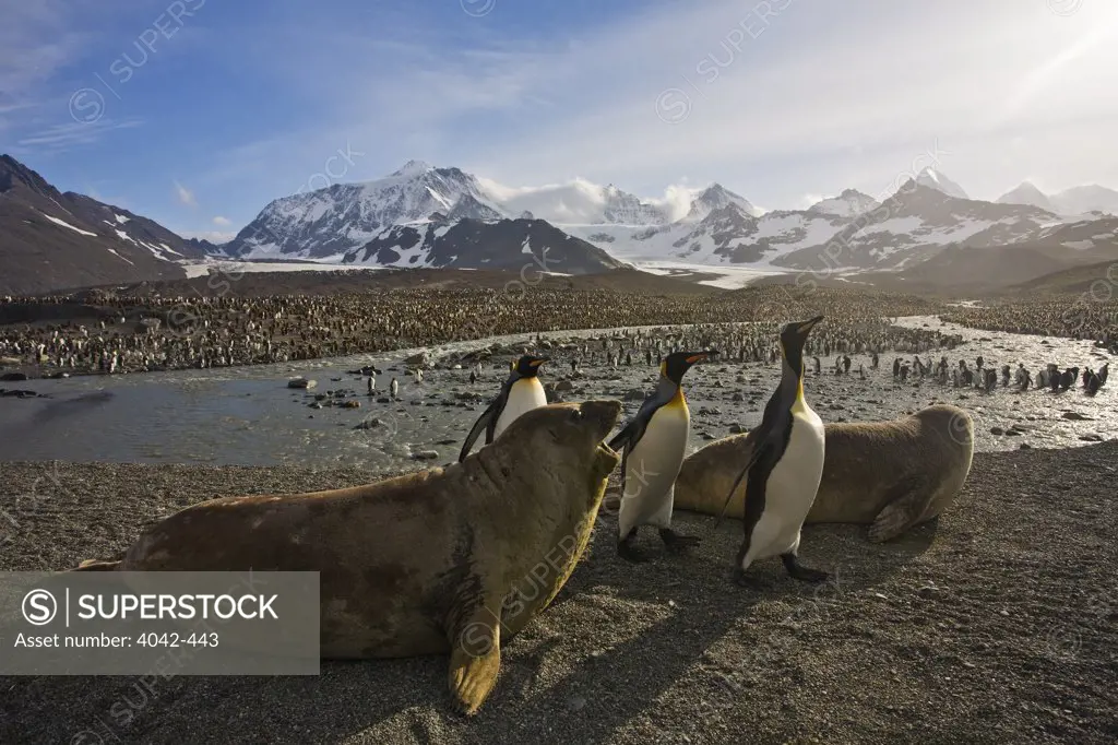 King penguins (Aptenodytes patagonicus) with Elephant seal pups on the beach, St. Andrews Bay, South Georgia