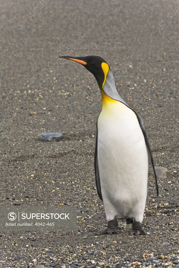 King penguin (Aptenodytes patagonicus) standing on the beach, St. Andrews Bay, South Georgia