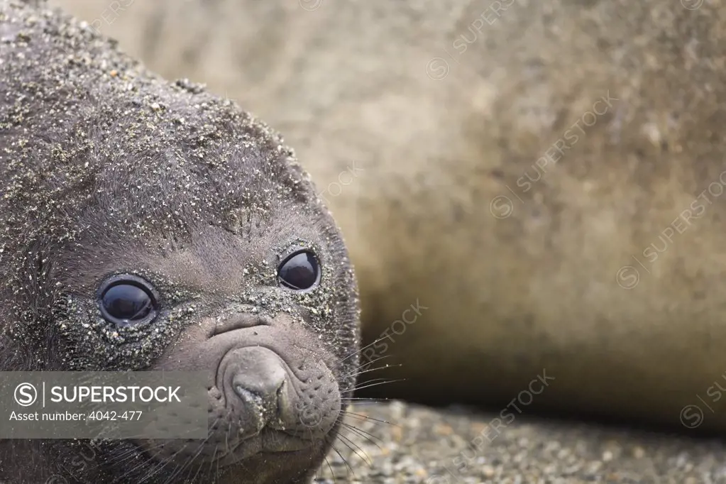 Southern Elephant seal (Mirounga leonina) with its pup, St. Andrews Bay, South Georgia