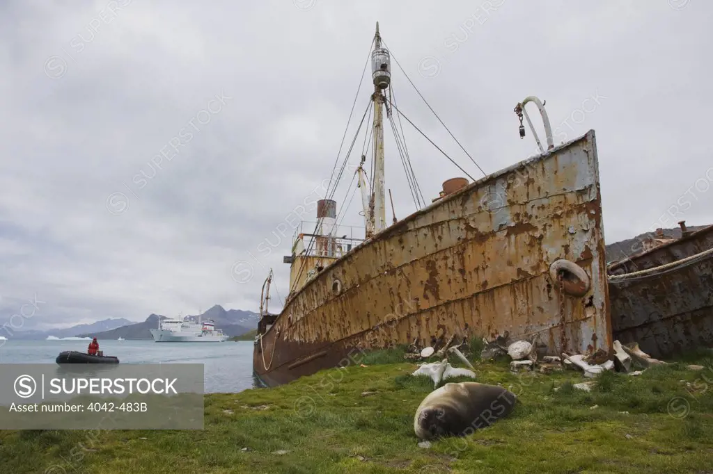 Elephant seal pups lying on shore near old whaling boat, Grytviken Harbor, Grytviken, South Georgia