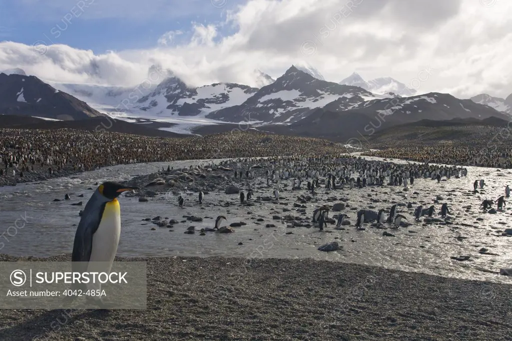 Colony of King penguins (Aptenodytes patagonicus) on the beach, St. Andrews Bay, South Georgia
