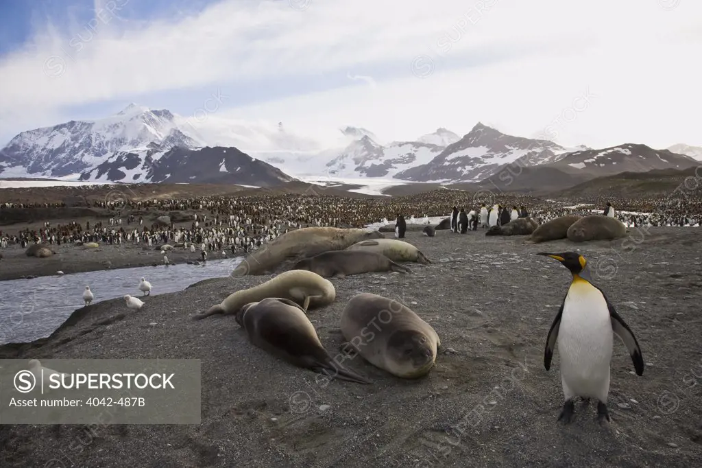 Elephant seals and King penguins (Aptenodytes patagonicus) on an island, St. Andrews Bay, South Georgia