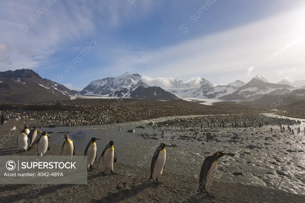 Colony of King penguins (Aptenodytes patagonicus) on the beach, St. Andrews Bay, South Georgia