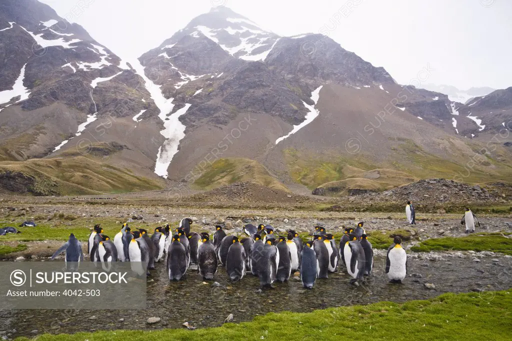 Colony of King penguins (Aptenodytes patagonicus) on the beach, Fortuna Bay, South Georgia