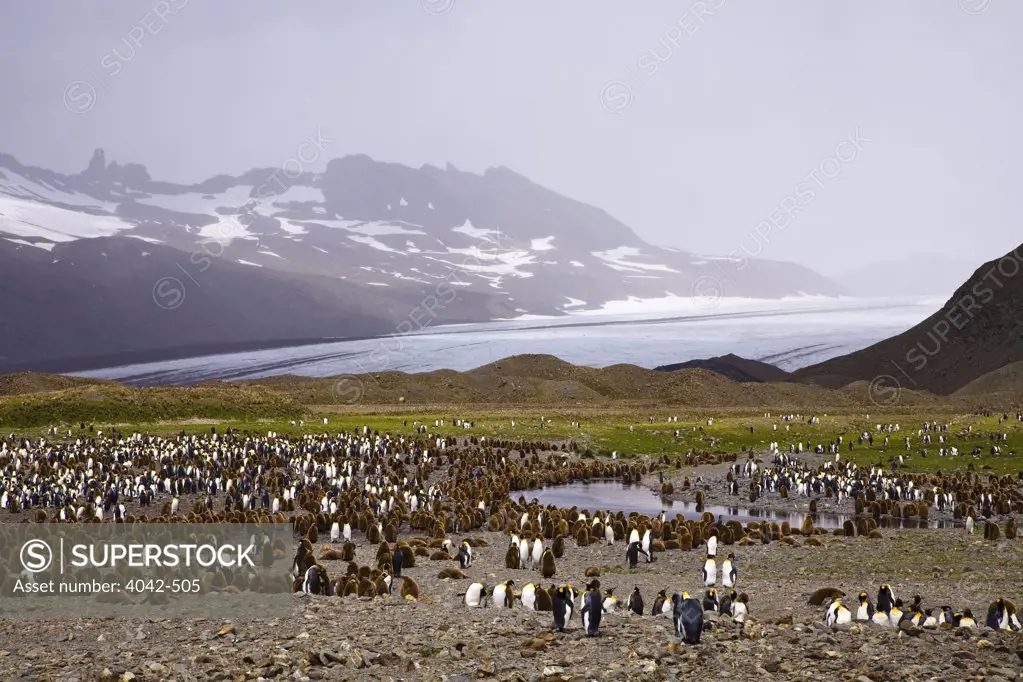 Colony of King penguins (Aptenodytes patagonicus) on the beach, Fortuna Bay, South Georgia