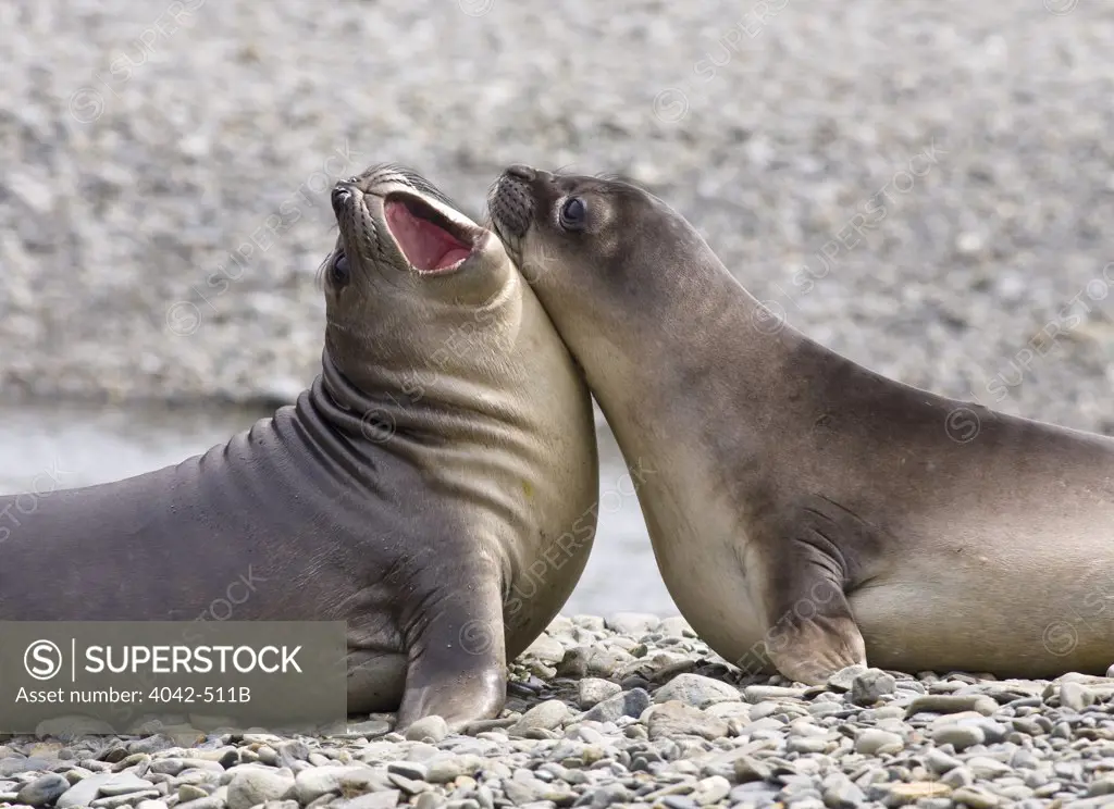 Southern Elephant seal (Mirounga leonina) pups fighting on the beach, Fortuna Bay, South Georgia