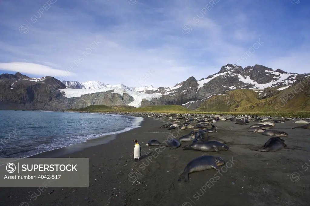 Southern Elephant seals (Mirounga leonina) and King penguins (Aptenodytes patagonicus) on an island, Gold Harbor, South Georgia