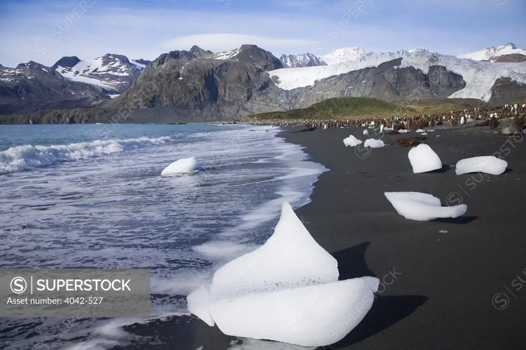 Block of melting ice on the beach with colony of King penguins (Aptenodytes patagonicus) in the background, Gold Harbor, South Georgia