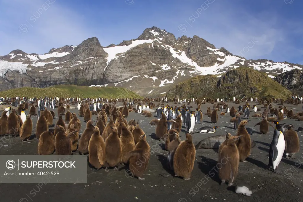 Colony of King penguins (Aptenodytes patagonicus) on the beach, Gold Harbor, South Georgia