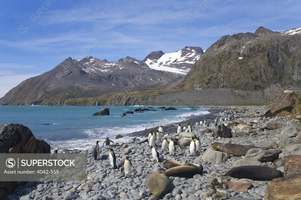 Southern Elephant seals (Mirounga leonina) and King penguins (Aptenodytes patagonicus) on an island, Gold Harbor, South Georgia