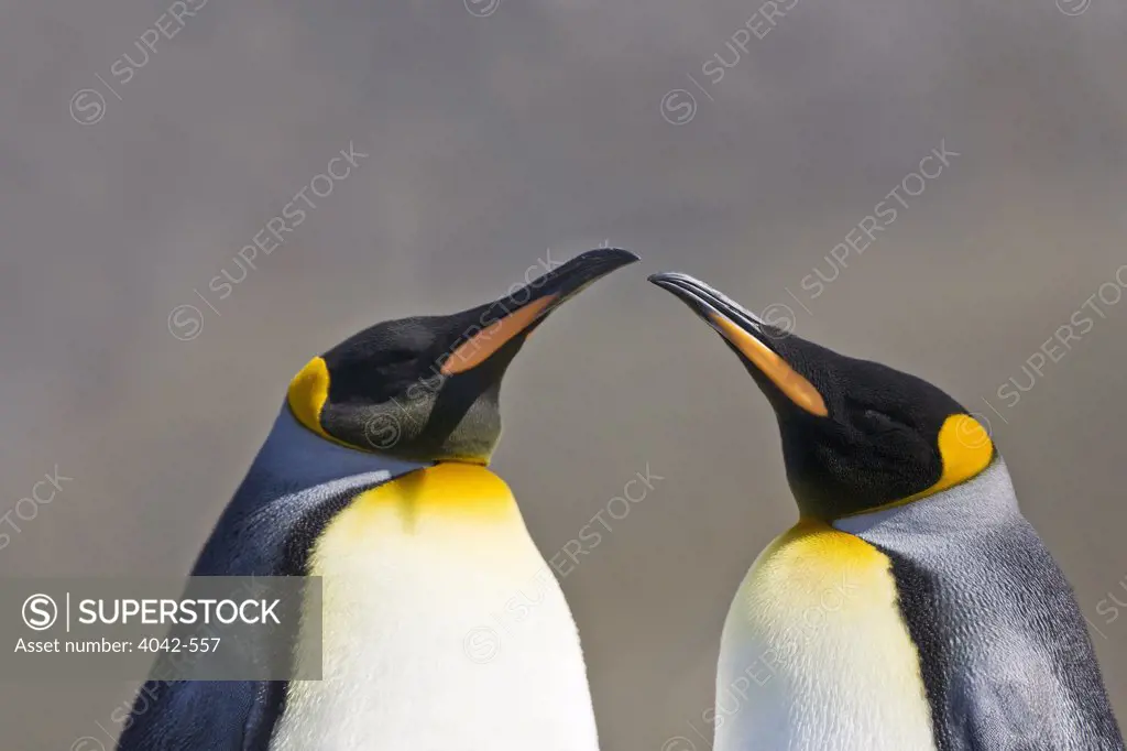 Two King penguins (Aptenodytes patagonicus), Gold Harbor, South Georgia