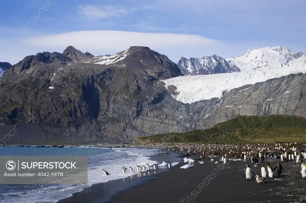 Colony of King penguins (Aptenodytes patagonicus) on the beach, Gold Harbor, South Georgia