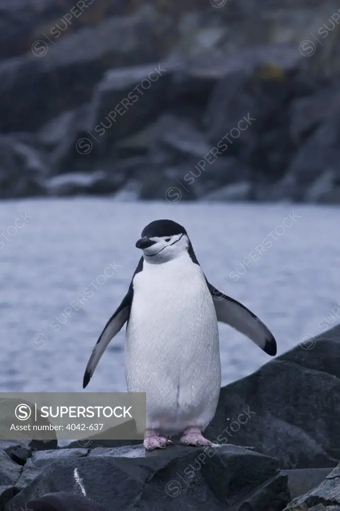 Chinstrap penguin (Pygoscelis antarcticus) on rock, Half Moon Island, South Shetland Islands, Antarctica