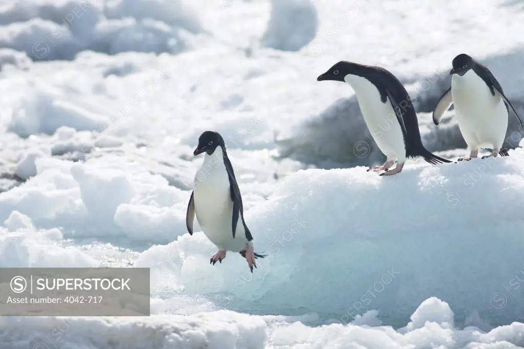 Adelie penguins (Pygoscelis adeliae) jumping on pack ice, Paulet Island, Antarctic Peninsula, Antarctica