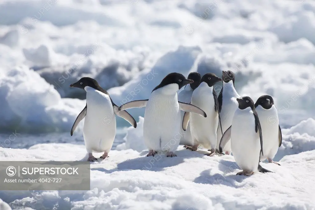 Adelie penguins (Pygoscelis adeliae) on pack ice, Paulet Island, Antarctic Peninsula, Antarctica