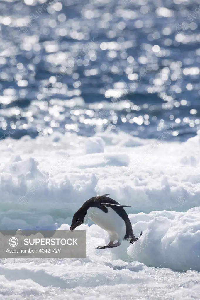 Adelie penguin (Pygoscelis adeliae) jumping into the sea from pack ice, Paulet Island, Antarctic Peninsula, Antarctica