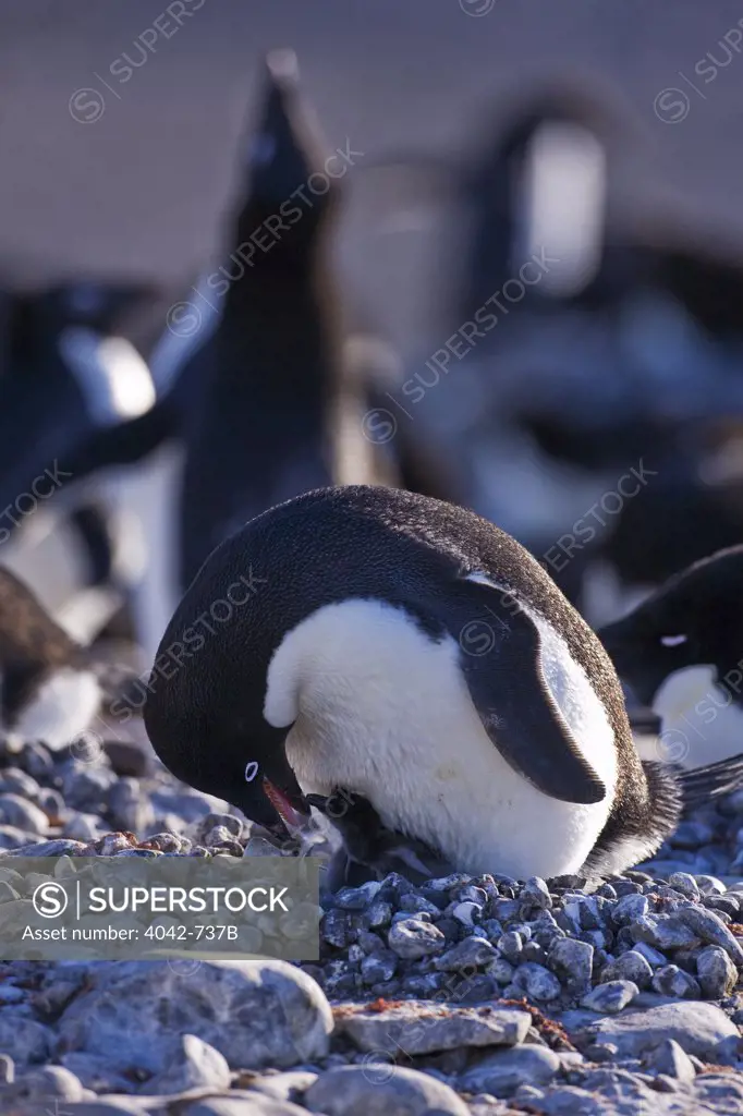 Adelie penguin (Pygoscelis adeliae) feeding its newly hatched chick, Paulet Island, Antarctic Peninsula, Antarctica