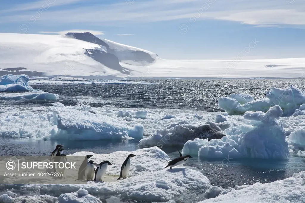 Adelie penguins (Pygoscelis adeliae) jumping into the sea from pack ice, Paulet Island, Antarctic Peninsula, Antarctica