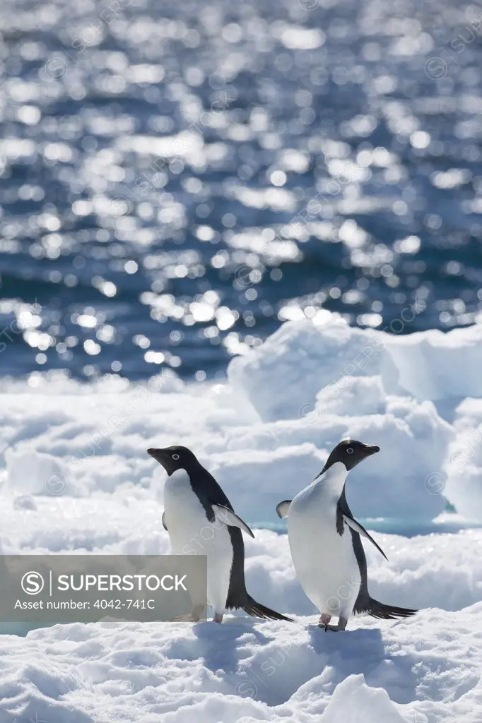 Adelie penguin (Pygoscelis adeliae) on pack ice, Paulet Island, Antarctic Peninsula, Antarctica