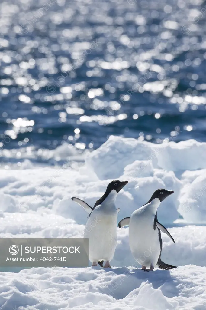 Adelie penguin (Pygoscelis adeliae) on pack ice, Paulet Island, Antarctic Peninsula, Antarctica