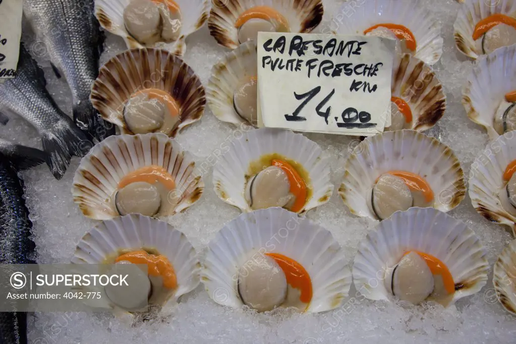 Scallops for sale at a market stall, Rialto, Venice, Veneto, Italy