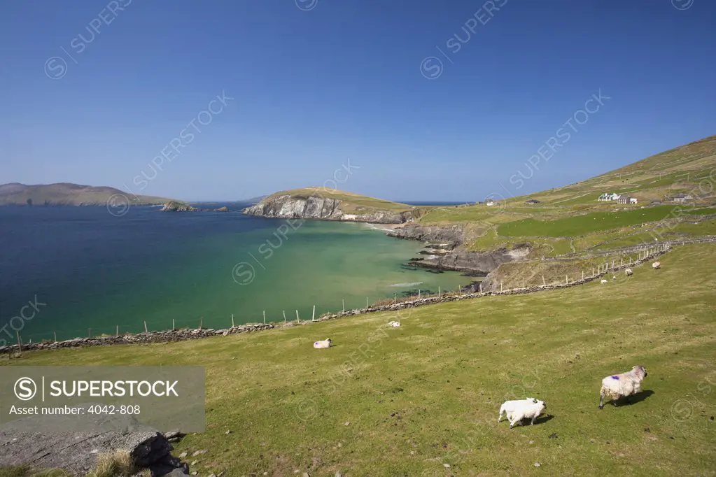Cattle grazing in a field, Dingle Peninsula, Dingle, County Kerry, Munster Province, Republic Of Ireland
