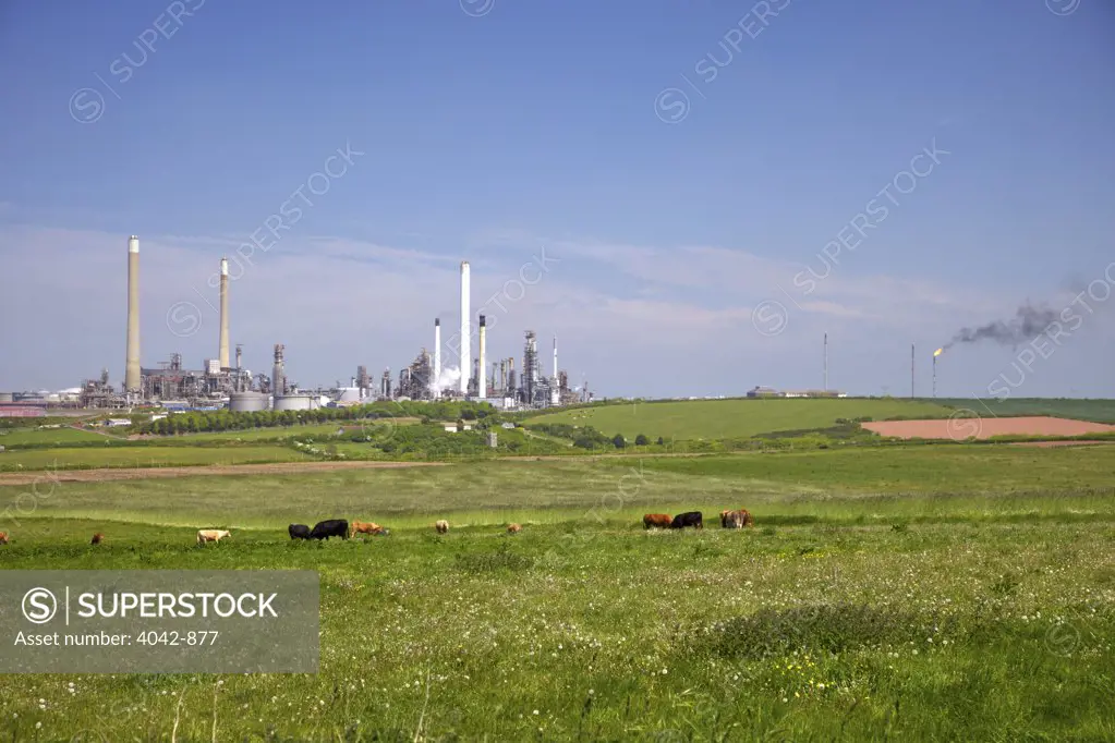 Herd of cows grazing in a meadow with Chevron oil refinery in the background, Rhoscrowther, Milford Haven, Pembrokeshire Coast National Park, Wales