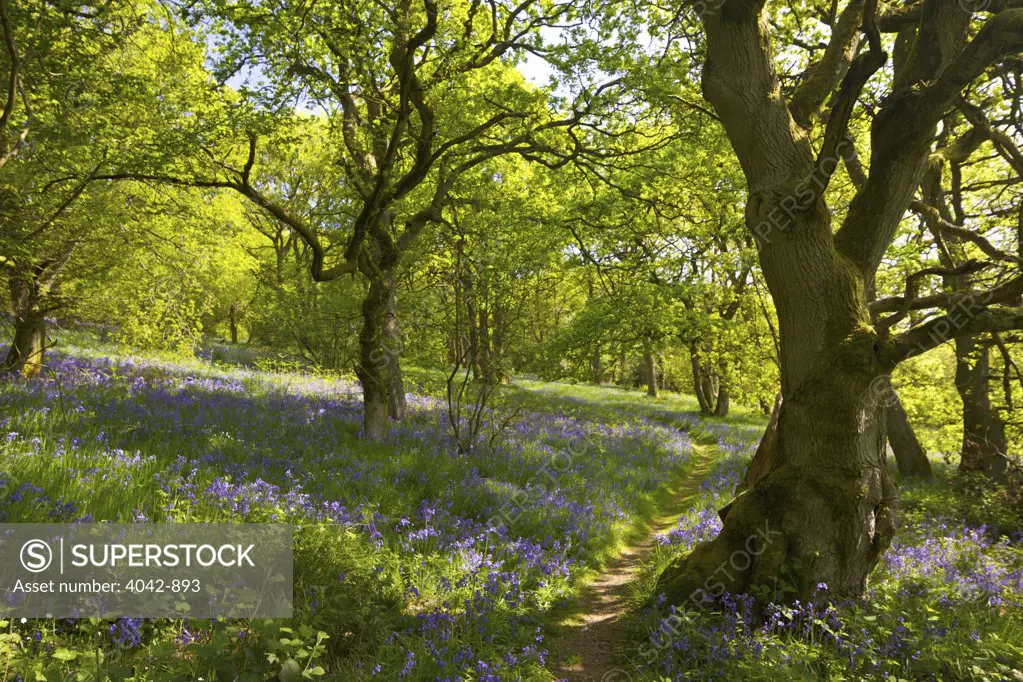 Common Bluebell flowers (Hyacinthoides non-scripta) and Sessile Oak (Quercus sessiliflora) trees in a forest, Church Stretton, Shropshire, England