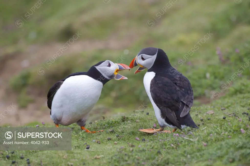 Two male Atlantic puffins (Fratercula arctica) fighting for a mate, Pembrokeshire Coast National Park, Wales