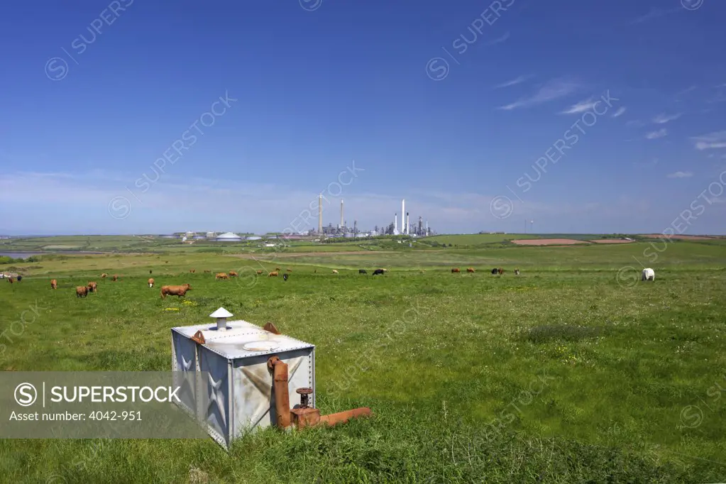Herd of cows grazing in a meadow with Chevron oil refinery in the background, Rhoscrowther, Milford Haven, Pembrokeshire Coast National Park, Wales
