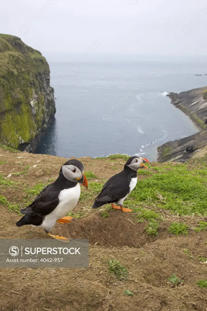 Breeding pair of Puffins near to nesting burrow on the Wick, Skomer Island, Pembrokeshire Coast National Park, Wales