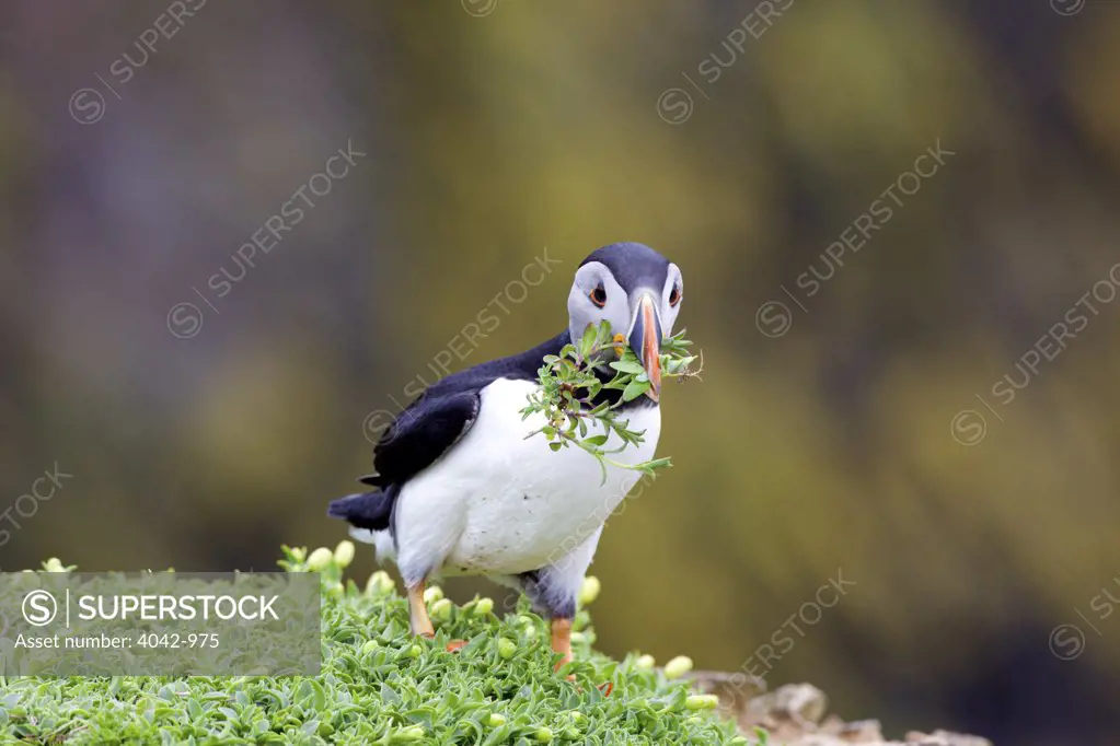 Close-up of a Puffin making nest, Skomer Island, Pembrokeshire Coast National Park, Wales