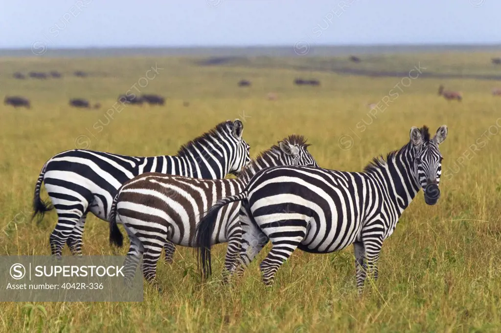 Zebras standing in a field, Masai Mara National Reserve, Kenya