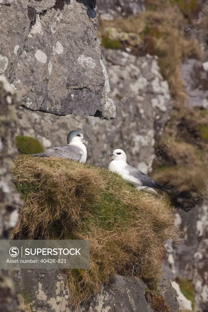Pair of Northern fulmar (Fulmarus glacialis) nesting, Skellig Michael, Skellig Islands, County Kerry, Munster Province, Republic Of Ireland