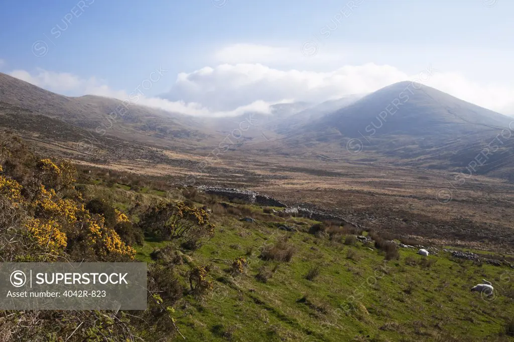 Cattle grazing in a field, Connor Pass, Dingle Peninsula, Dingle, County Kerry, Munster Province, Republic Of Ireland