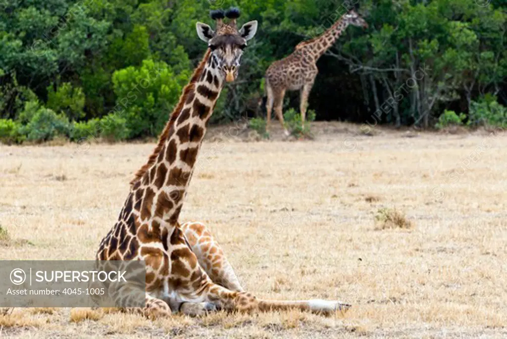 Kenya, Masai Mara National Reserve, Giraffe (Giraffa camelopardalis) lying on field