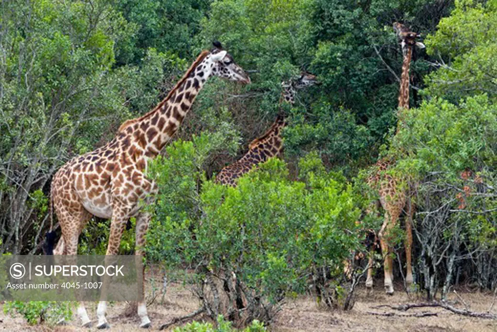 Kenya, Masai Mara National Reserve, Giraffe (Giraffa camelopardalis) eating trees