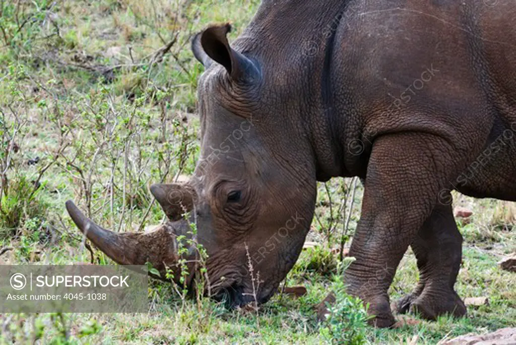 Kenya, Masai Mara National Reserve, Side view White rhinoceros (rhino) (Ceratotherium simum)
