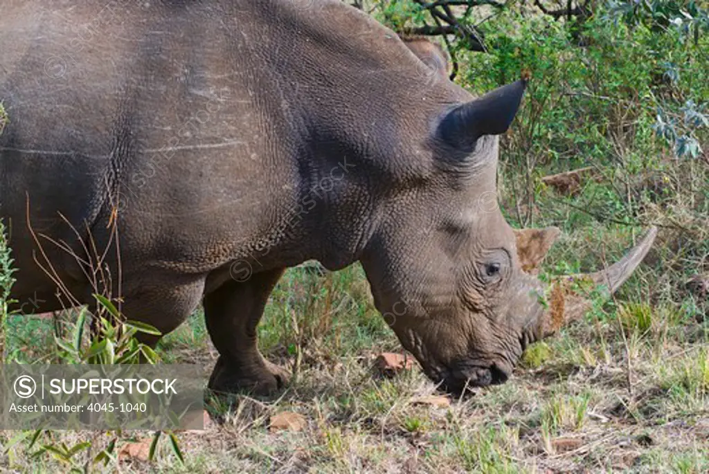 Kenya, Masai Mara National Reserve, Side view of White rhinoceros (rhino) (Ceratotherium simum)