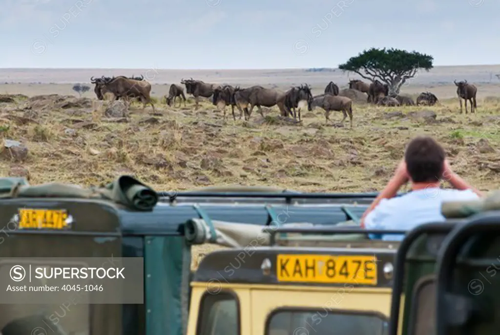 Kenya, Masai Mara National Reserve, Tourist and wildebeests (Connochaetes taurinus)