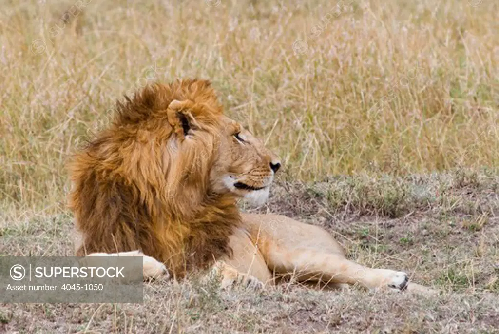 Kenya, Masai Mara National Reserve, Lion (Panthera leo) lying on field