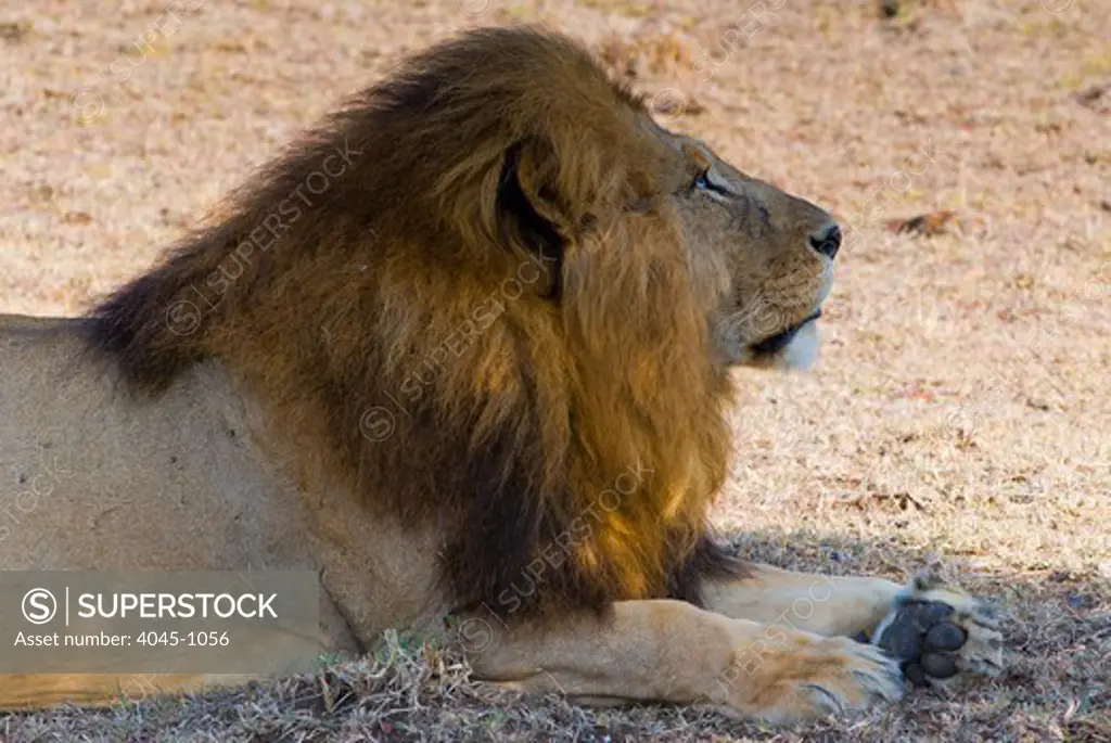 Kenya, Masai Mara National Reserve, Side view of Lion (Panthera leo)