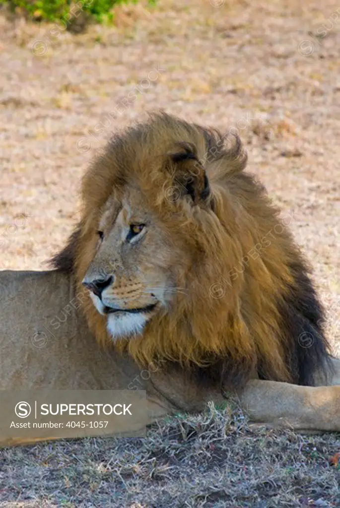 Kenya, Masai Mara National Reserve, Close-up of Lion (Panthera leo)